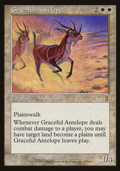 Graceful Antelope